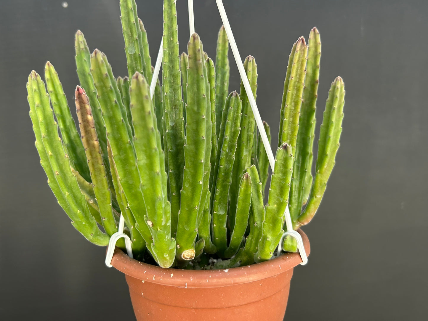 Stapelia Leendertziae