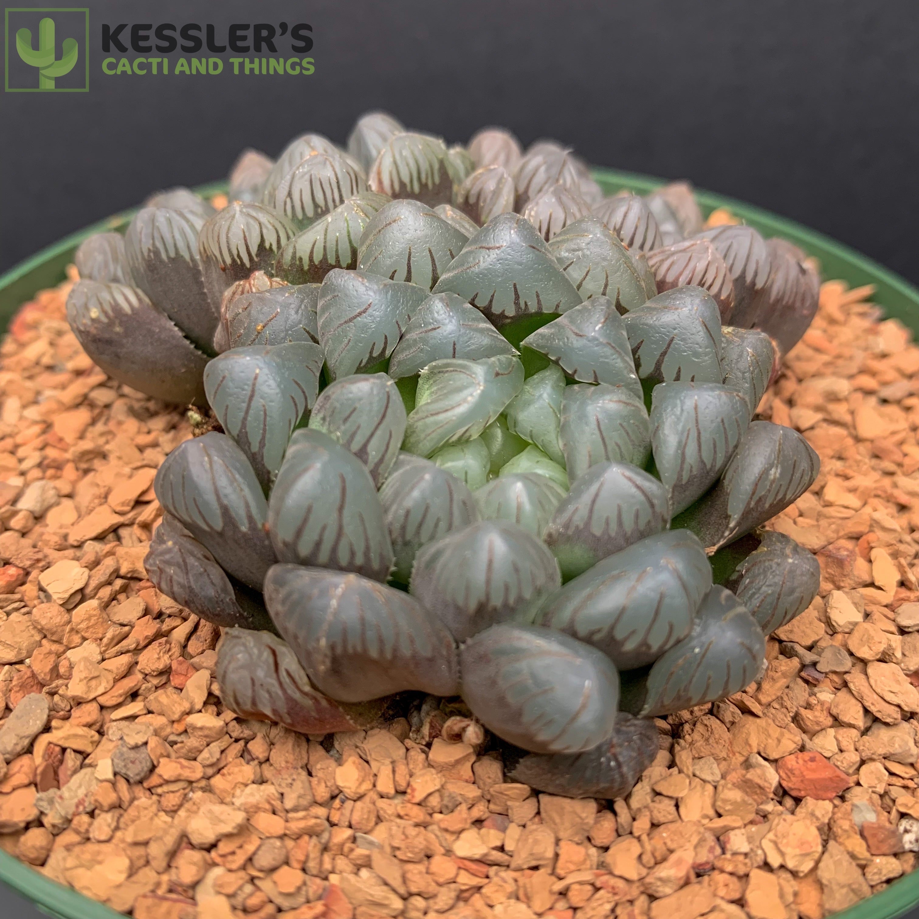 Haworthia Cooperi Var. Gordoniana – Rare Bonsai Succulent, Exotic Cactus, Live In 2” Pot