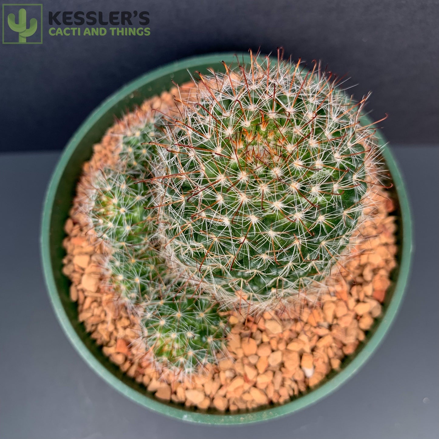 Mammillaria Zeilmanniana