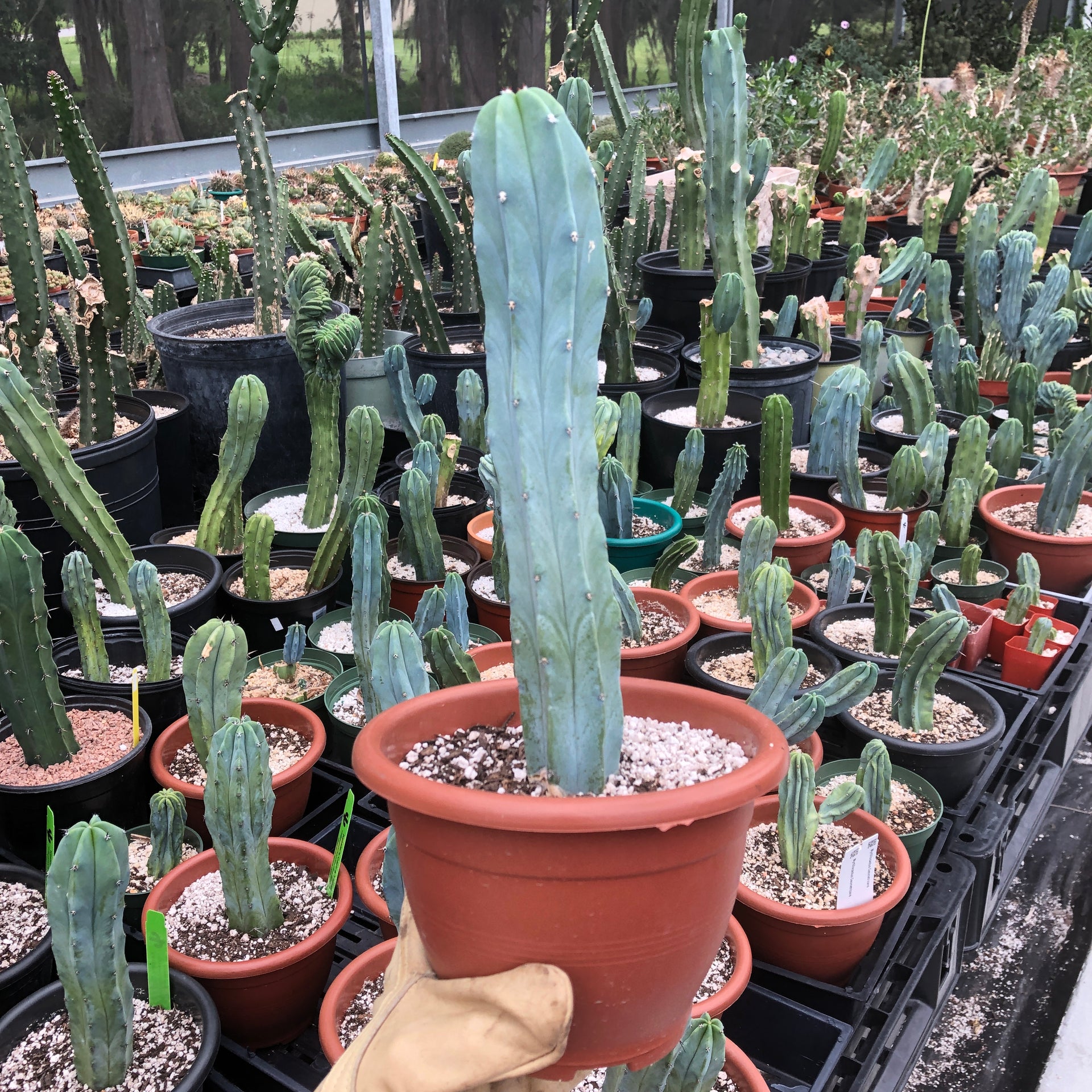 Myrtillocactus Geometrizans (Blue Candle) – Kesslers Cacti