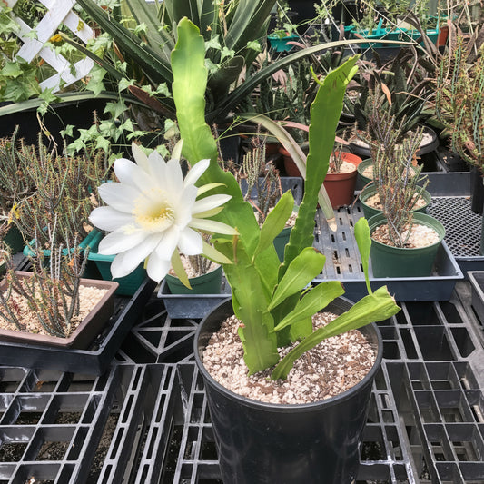 Epiphyllum Hookeri (Orchid Cactus)