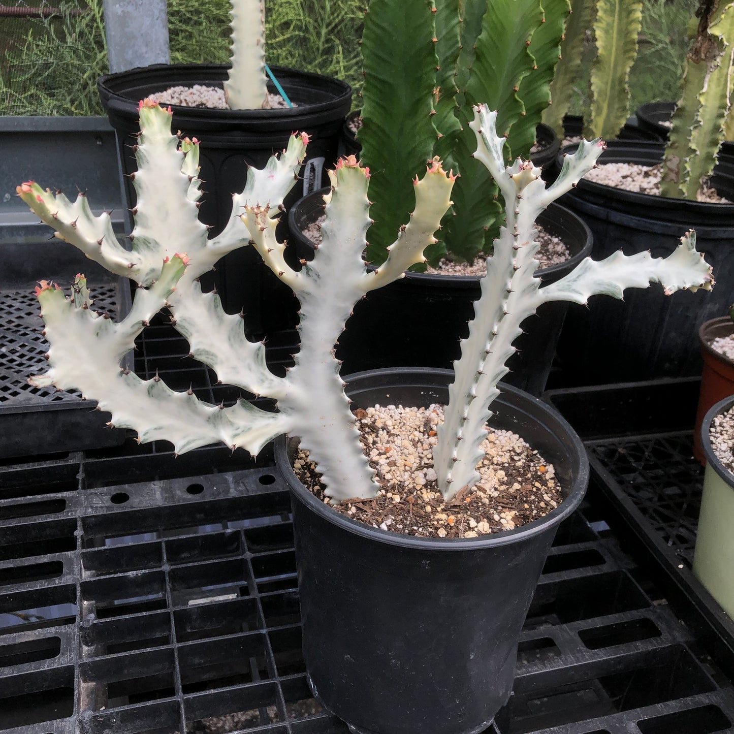 Euphorbia Lactea (Grey Ghost)