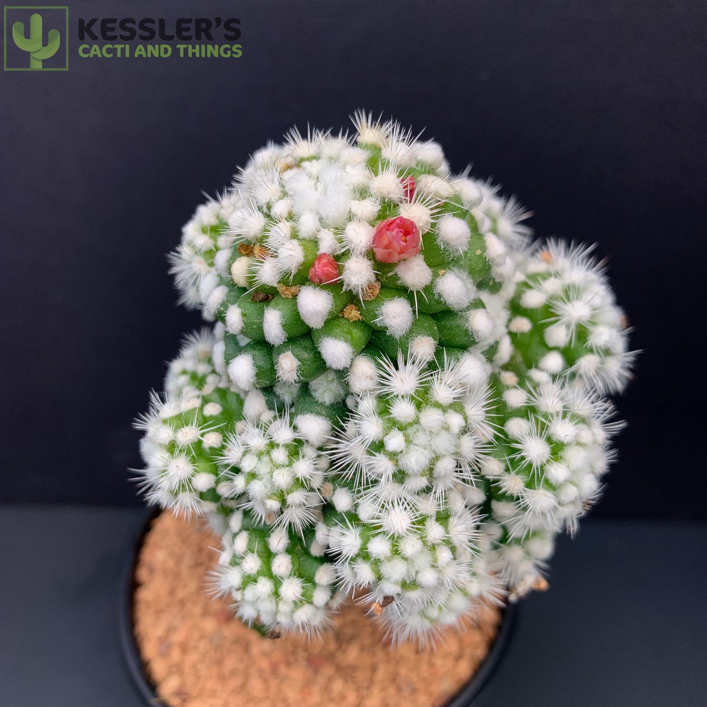 Mammillaria Gracilis v. Oruga Grafted