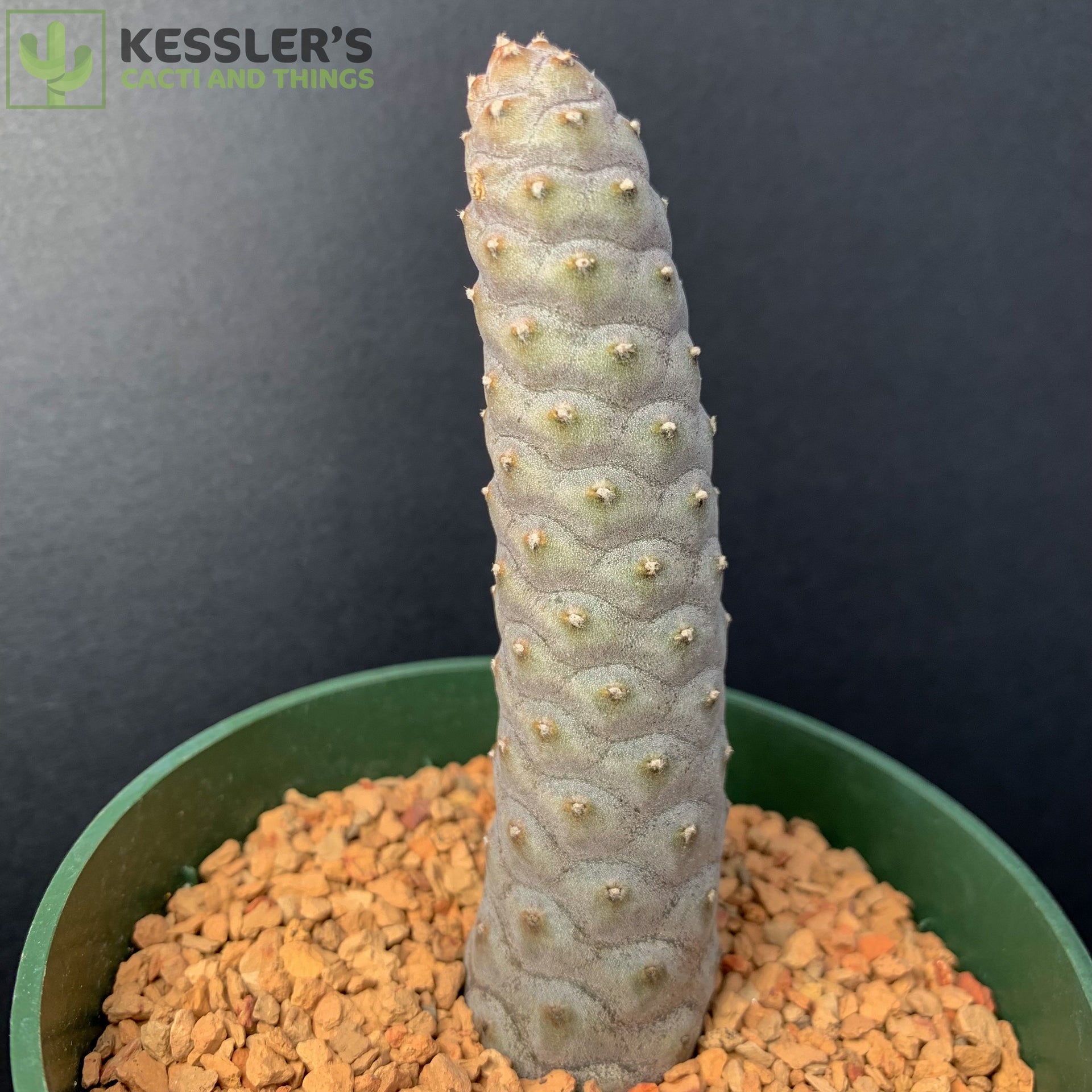 Tephrocactus Articulatus v. Inermis – Kesslers Cacti