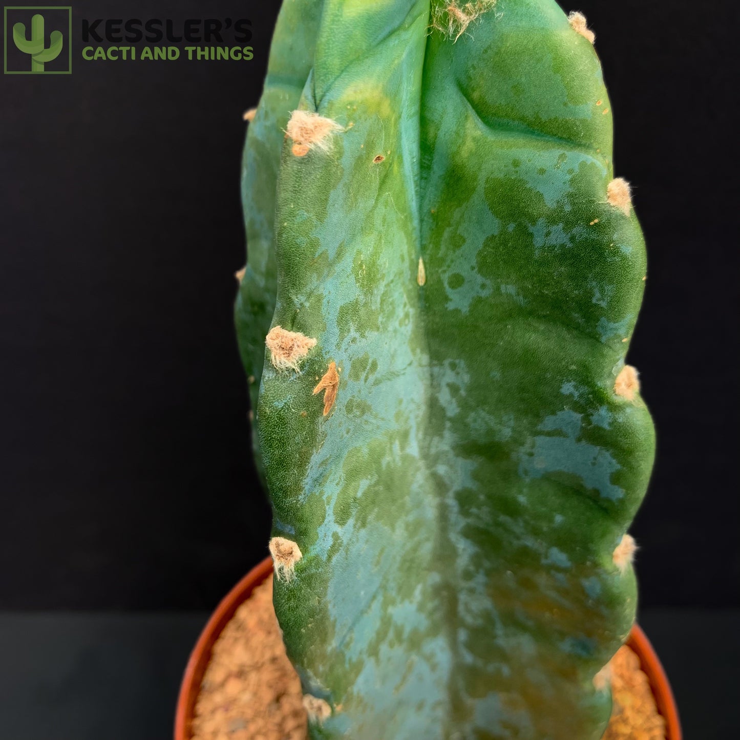 Cereus Jamacaru 6 Inch pot