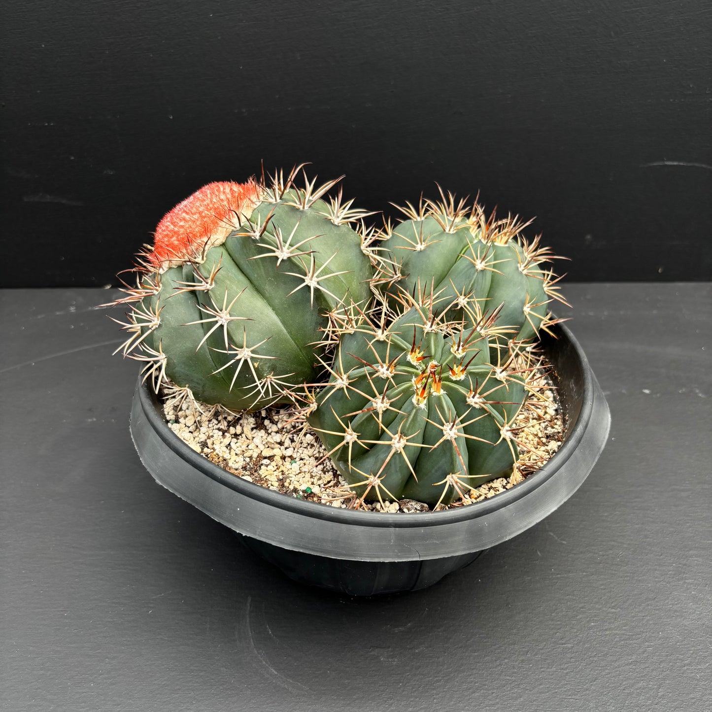 Melocactus Bahiensis