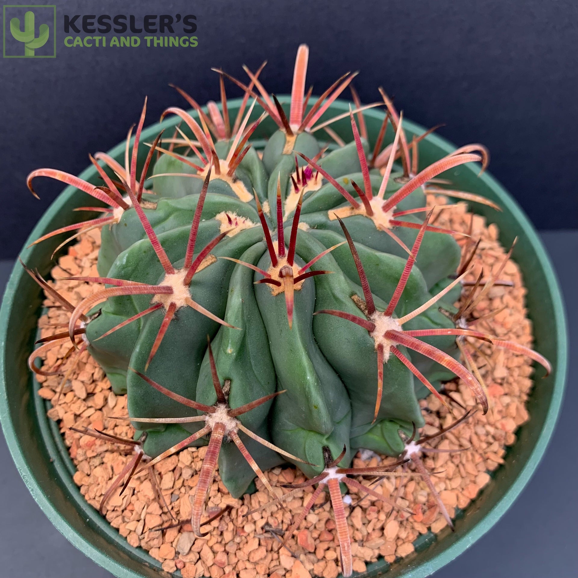 f cactus Ferocactus Latispinus – Kesslers Cacti