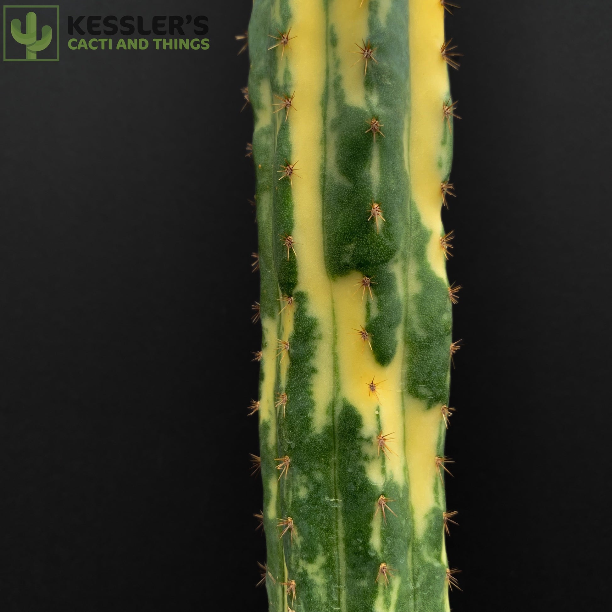 variegated san pedro cactus Echinopsis Pachanoi (Variegated San Pedro) – Kesslers Cacti
