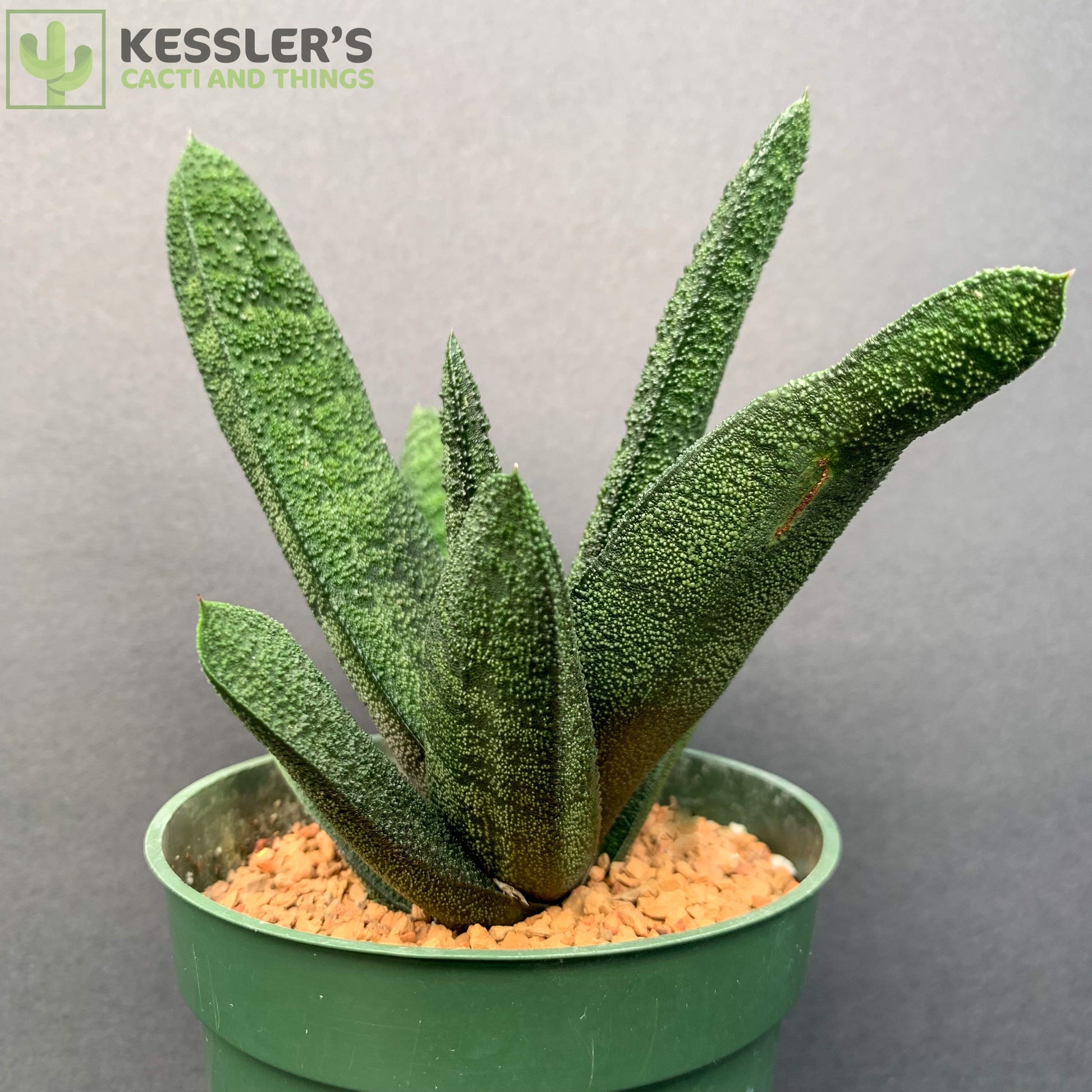 succulent gasteria Gasteria Batesiana