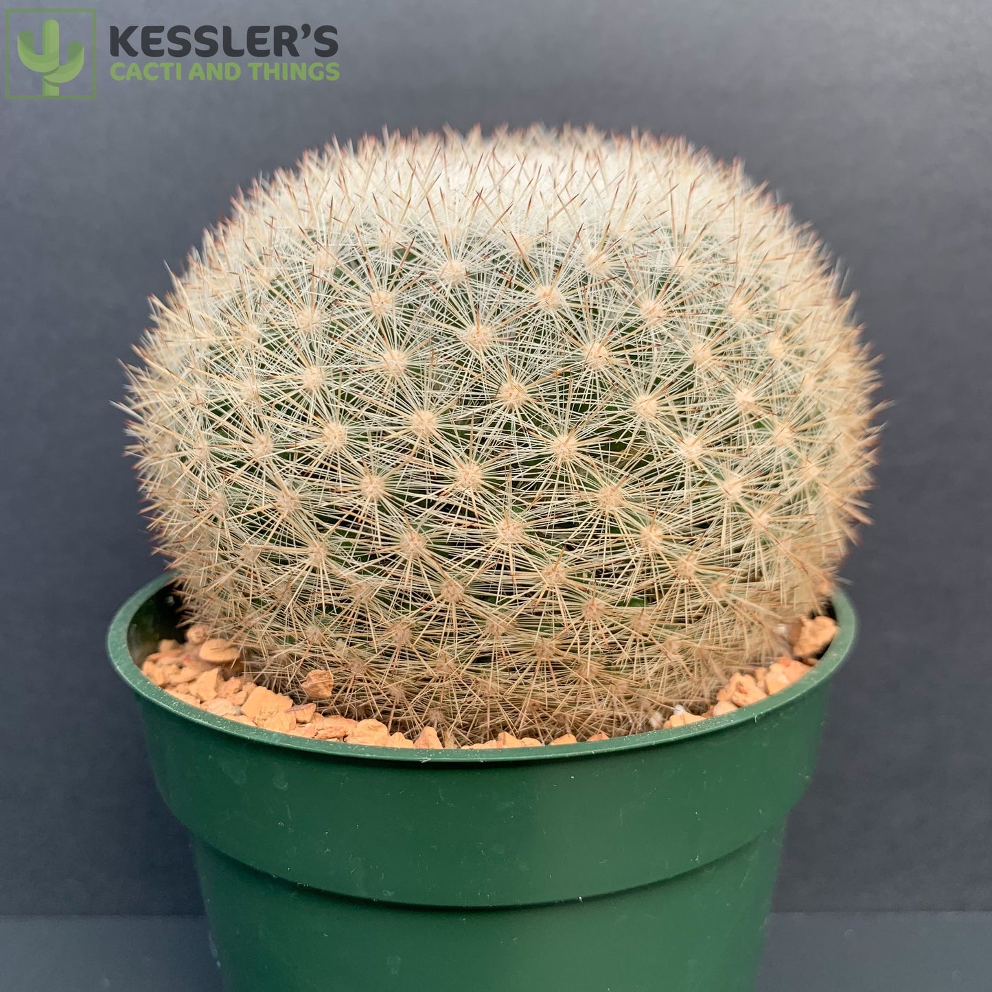 Mammillaria Candida