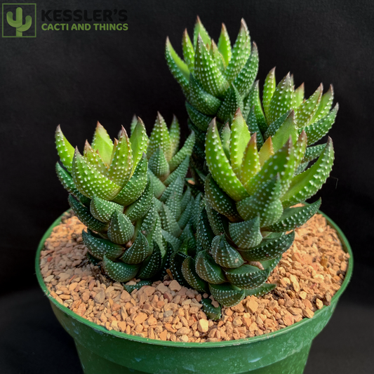 Haworthia Cortada