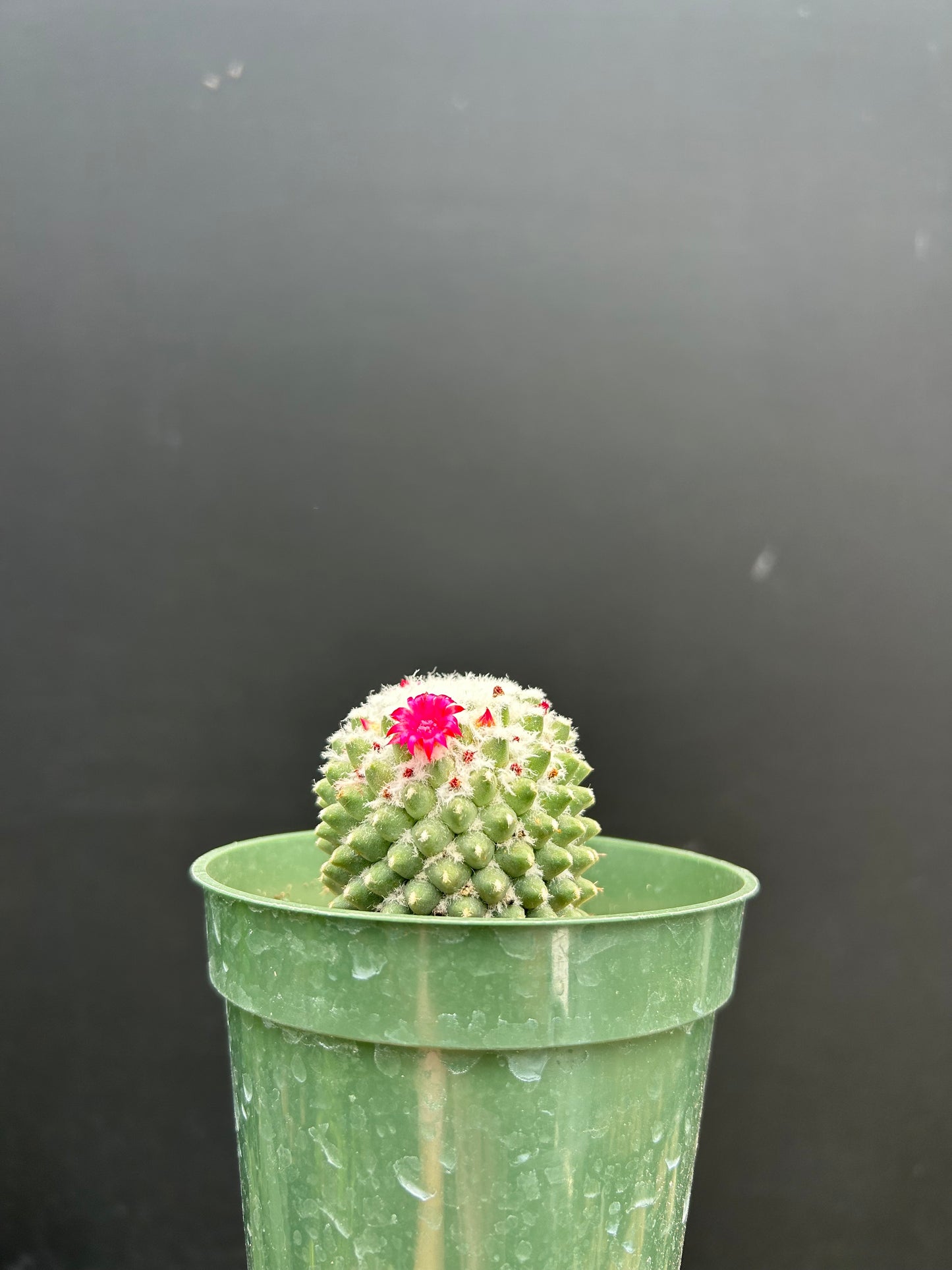 Mammillaria polythele v. hidalgensis