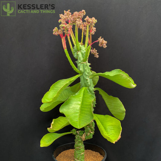 Euphorbia (Monadenium) Spectabilis - 2 Gallon