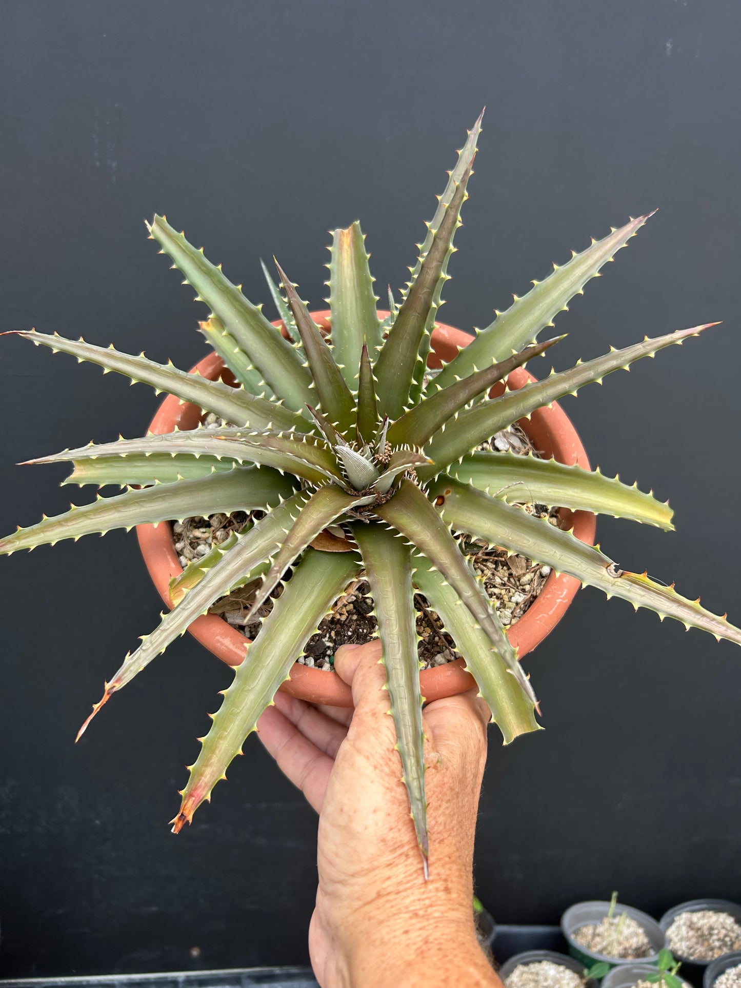 Dyckia Brittle Star x Arizona