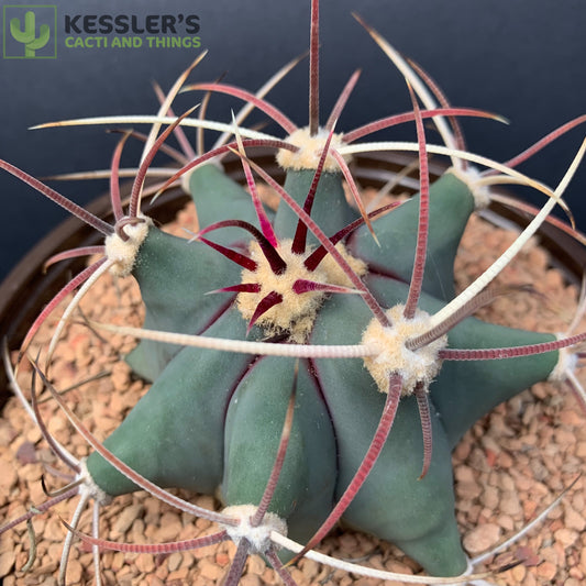 Ferocactus Emoryi