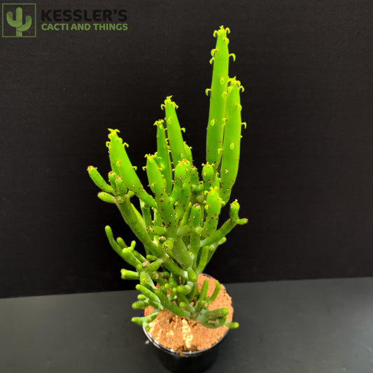 Euphorbia Leucodendron