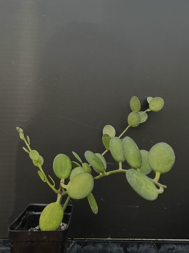 Xerosicyos danguyi