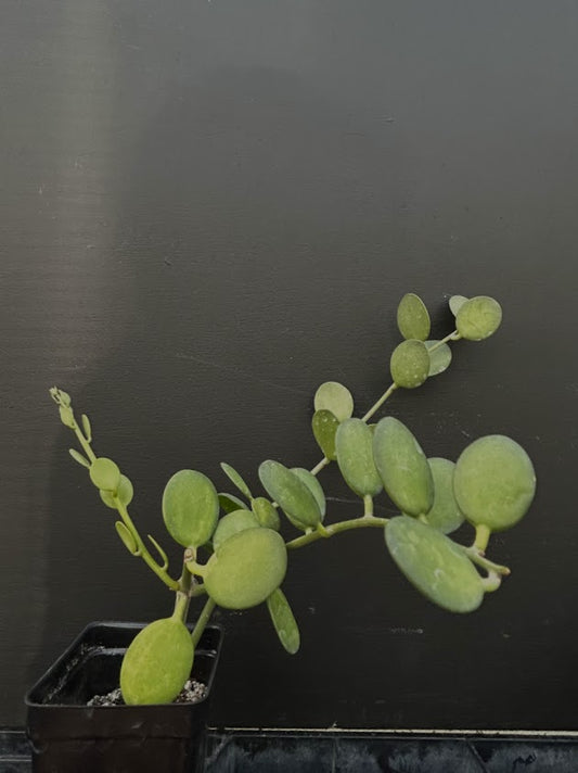 Xerosicyos danguyi