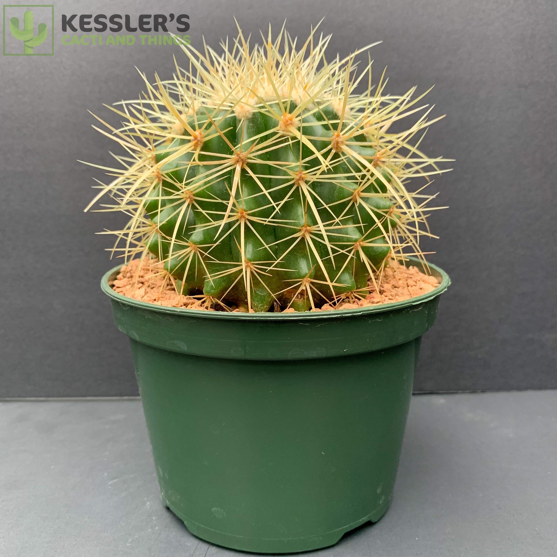 45-year-old Echinocactus Grusonii Golden Barrel Cactus In Tucson, Arizona - Foto 3