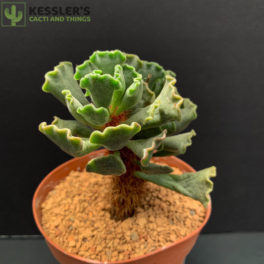 Adromischus Cristatas (Panda Paw)
