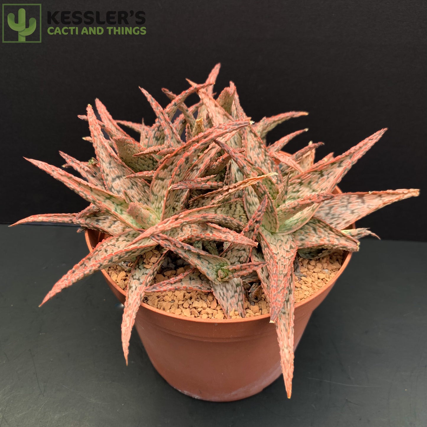 Aloe Pink Blush