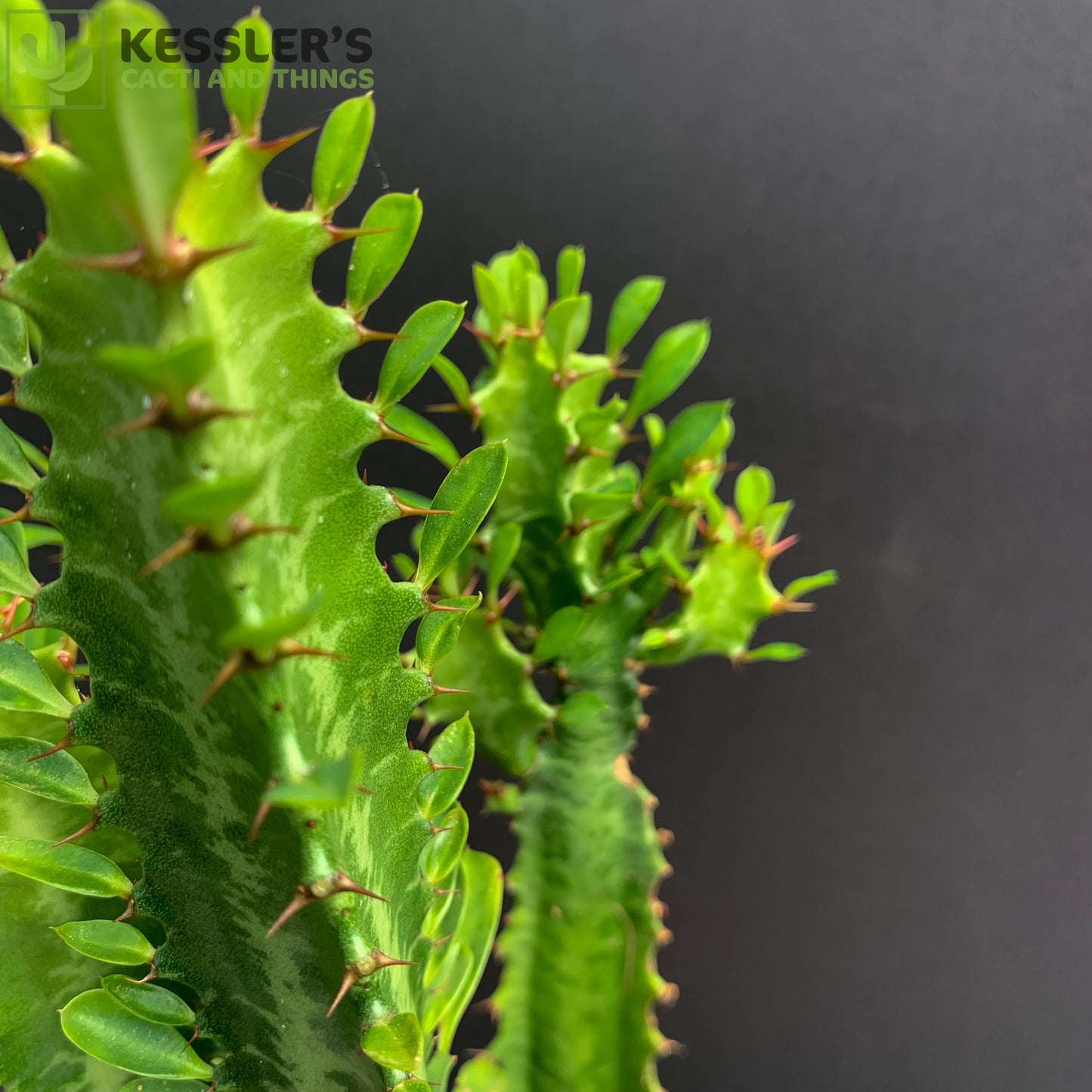 Euphorbia Trigona (Green)