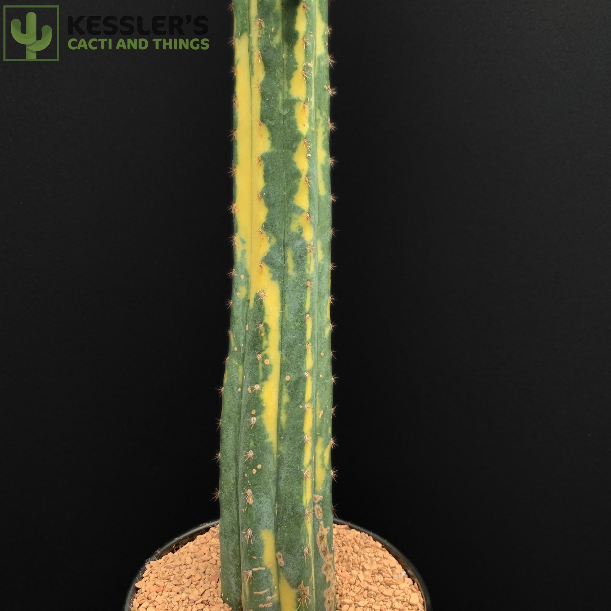san pedro cactus thailand Echinopsis Pachanoi (Variegated San Pedro) – Kesslers Cacti