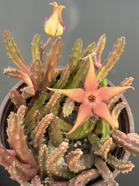 Stapelia Schinzii