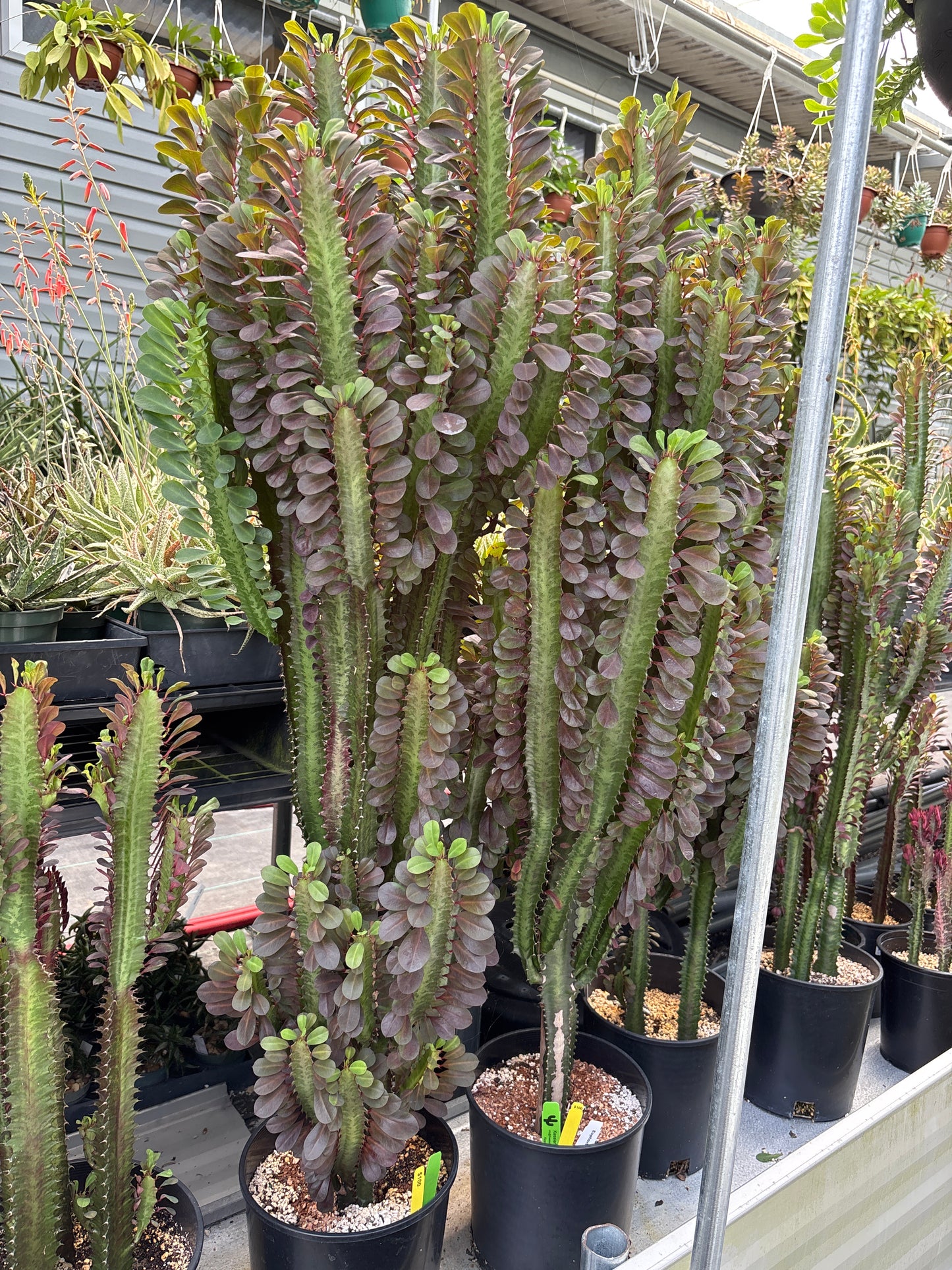 Euphorbia Trigona Rubra (Red Good Luck Plant)