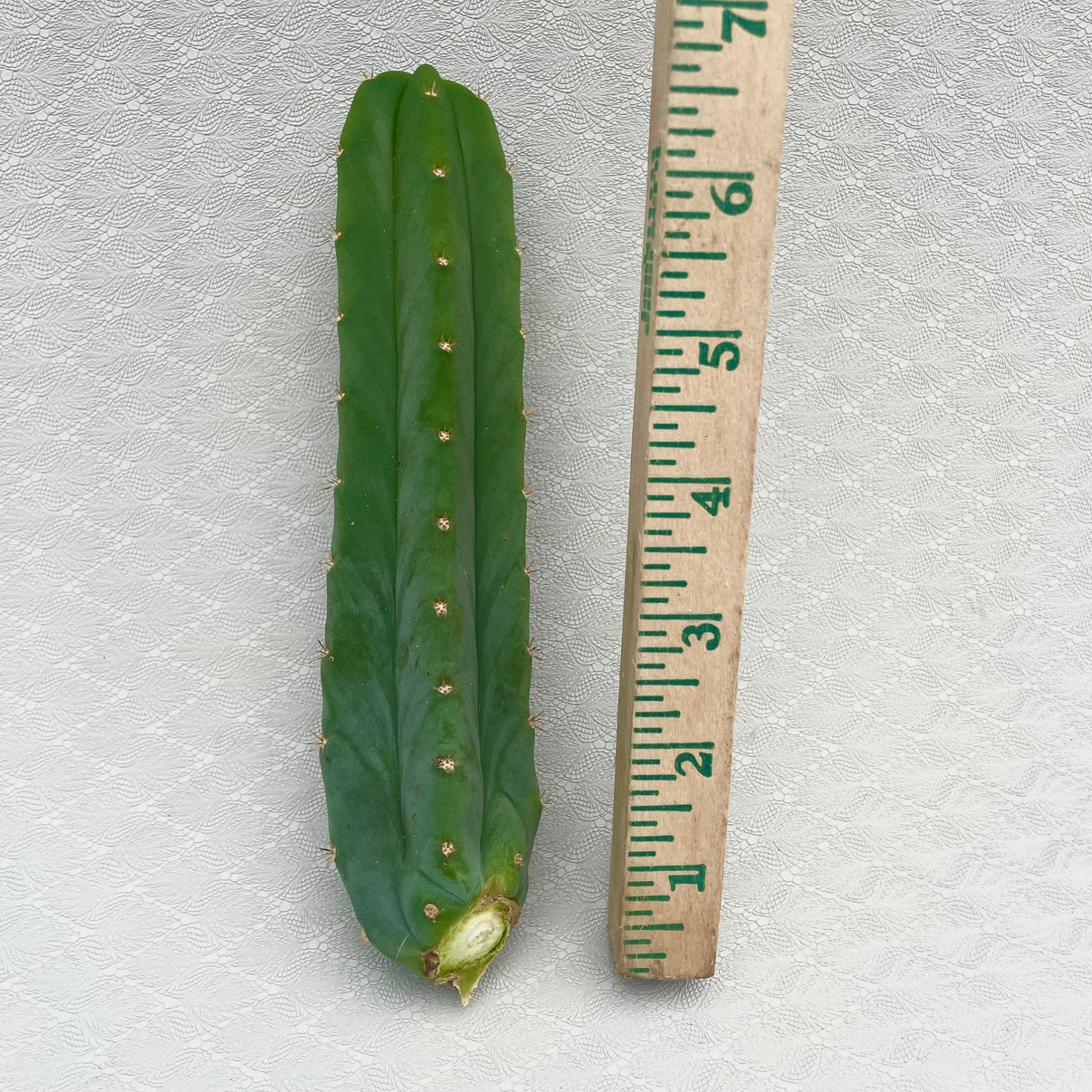 Echinopsis Pachanoi San Pedro Cactus For Sale Kesslers Cacti