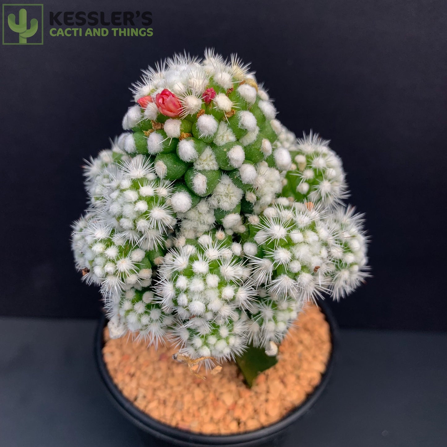 Mammillaria Gracilis v. Oruga Grafted