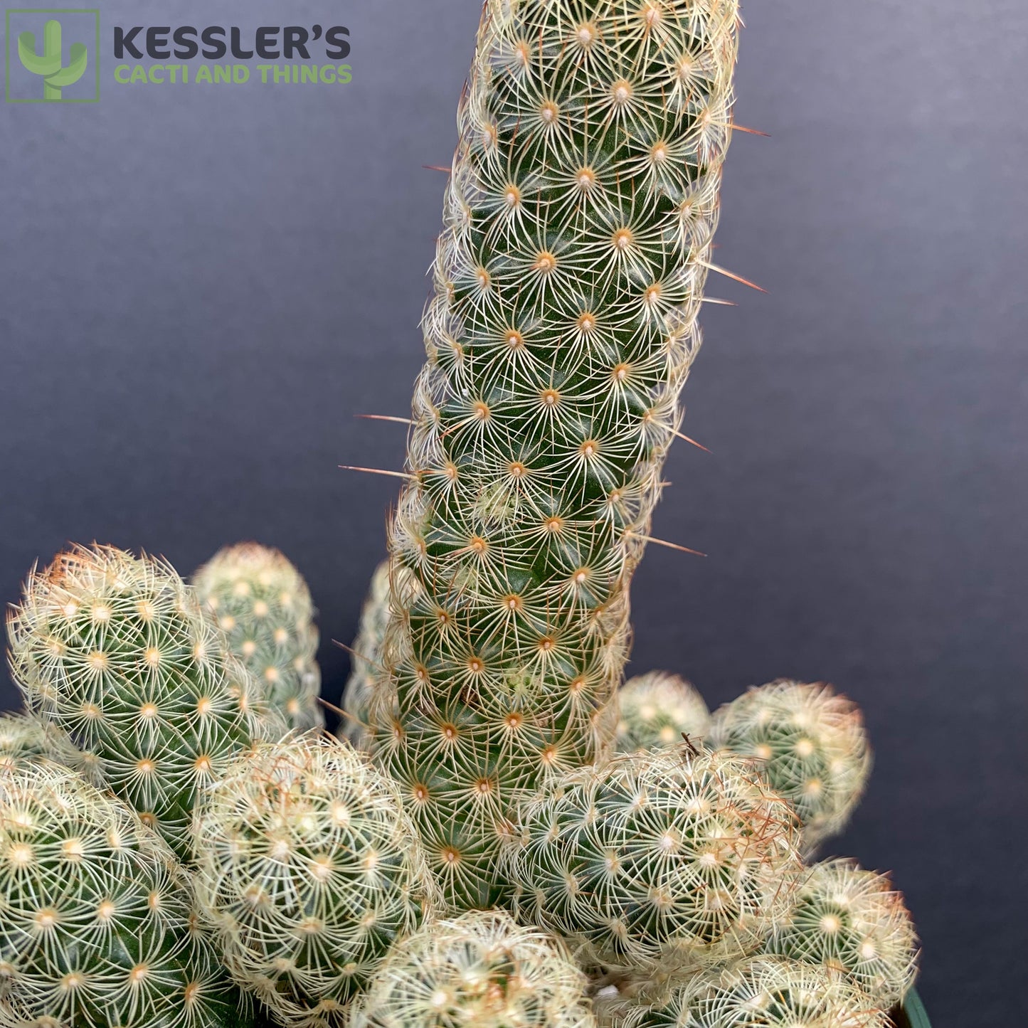 types of finger cactus Mammillaria Elongata (Lady Fingers) – Kesslers Cacti