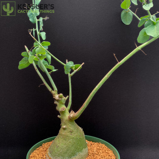 Adenia Glauca