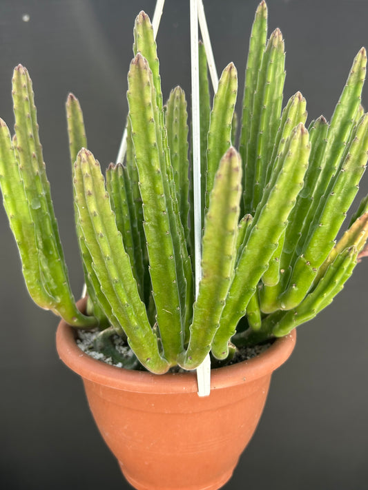 Stapelia Leendertziae