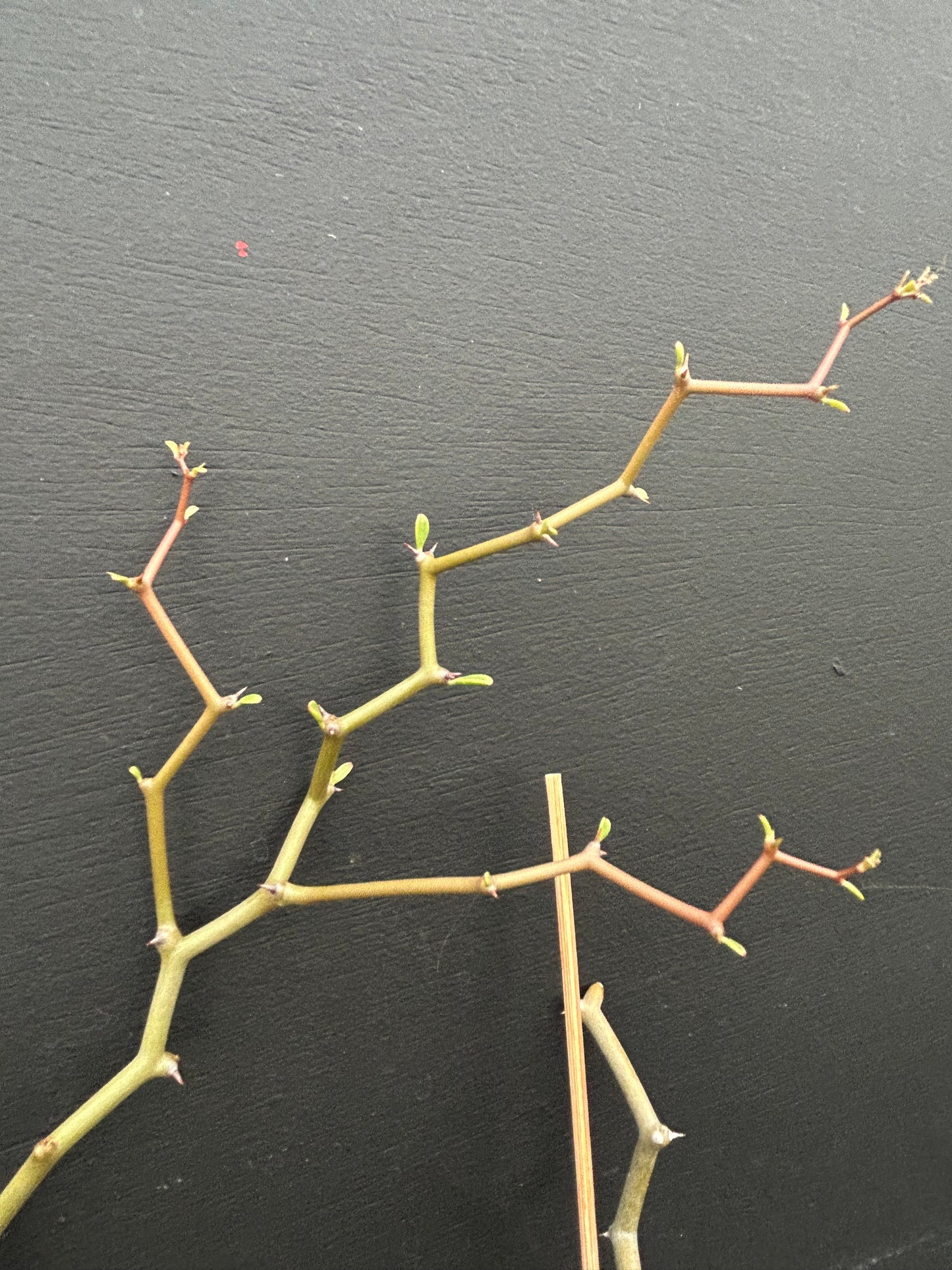 Decarya Madagascariensis
