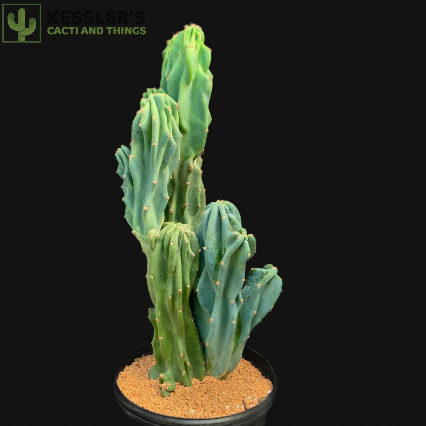 Cereus Hildmannianus Monstrose - 7 Inch Pot