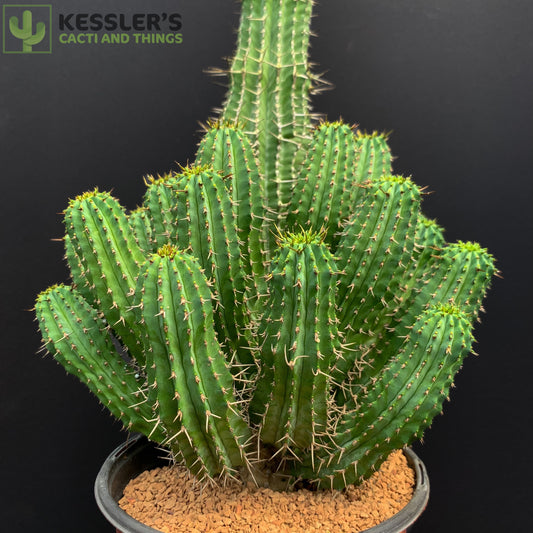 Euphorbia - Fruticosa Inermis (Green Crown Succulent)