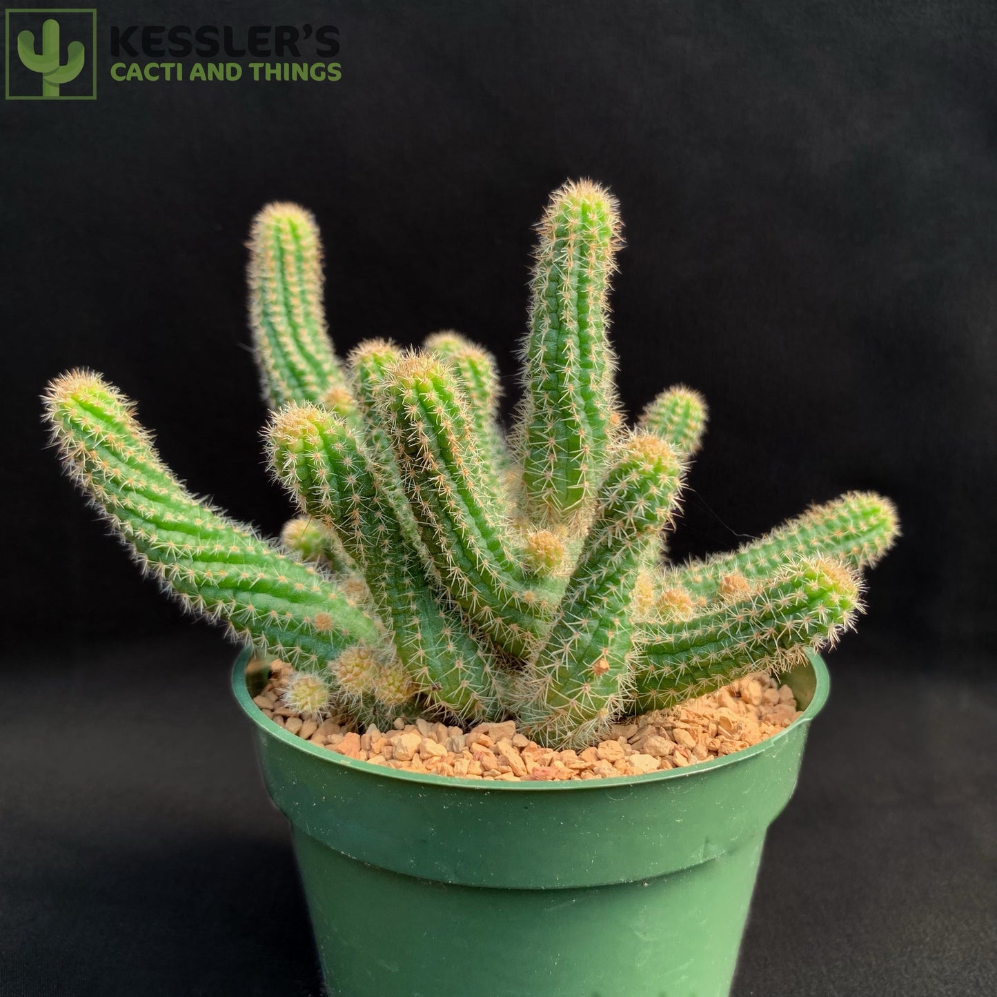 Chamaecereus Silvestrii (Peanut Cactus)