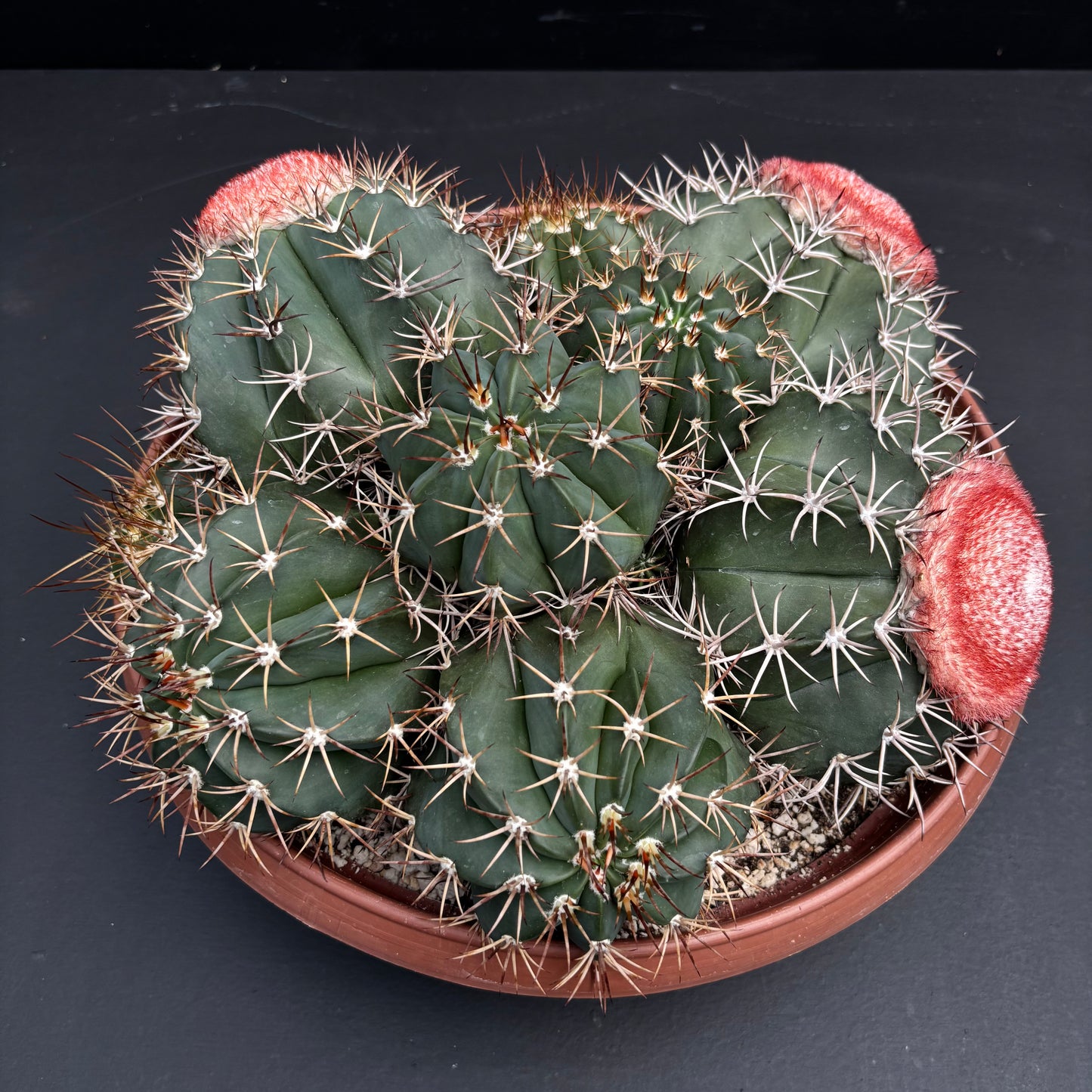 Melocactus Bahiensis