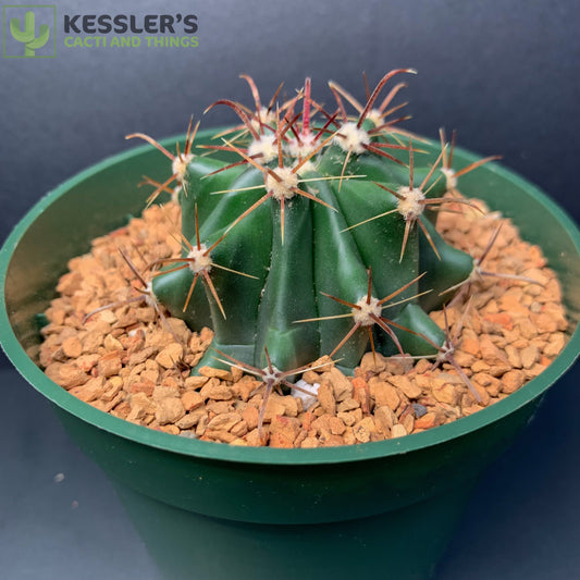 Ferocactus Gracilis