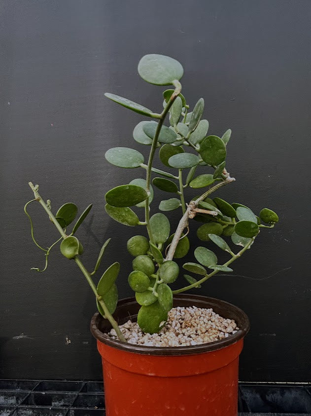 Xerosicyos danguyi