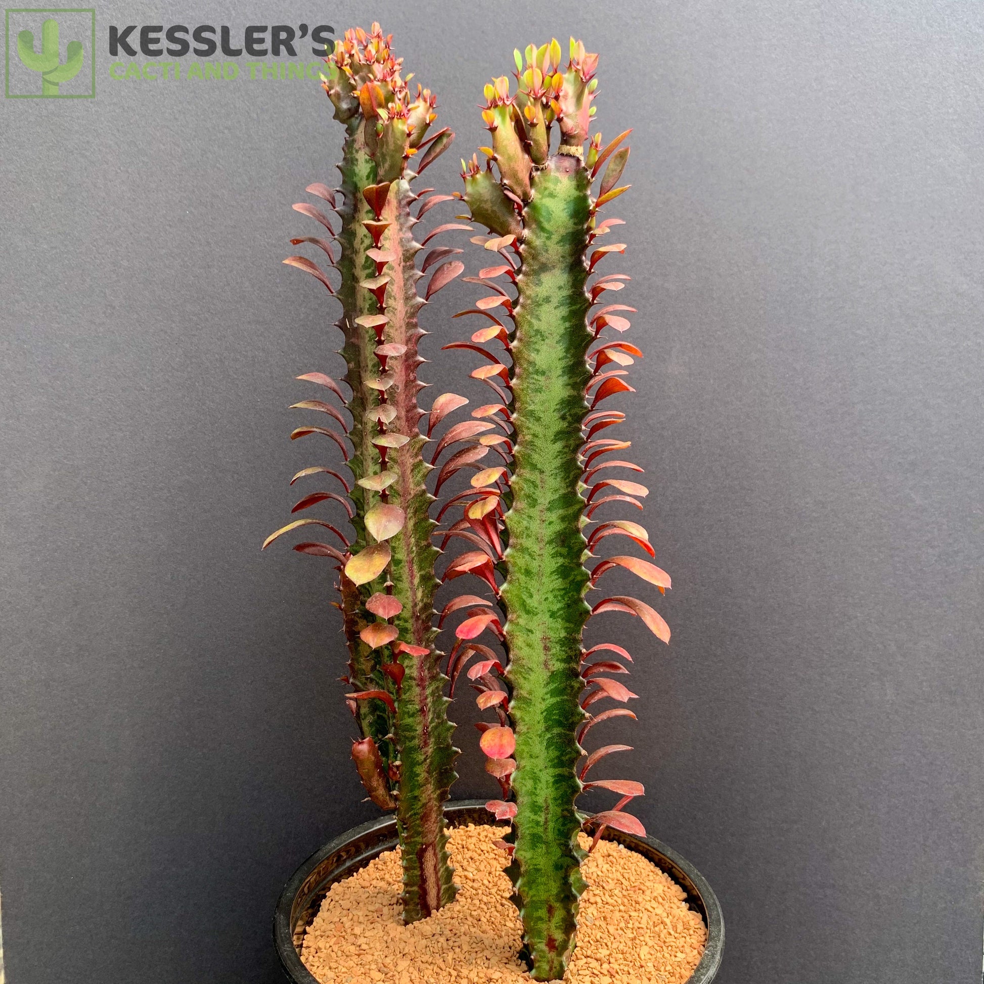 good luck succulent Euphorbia Trigona Rubra (Red Good Luck Plant)