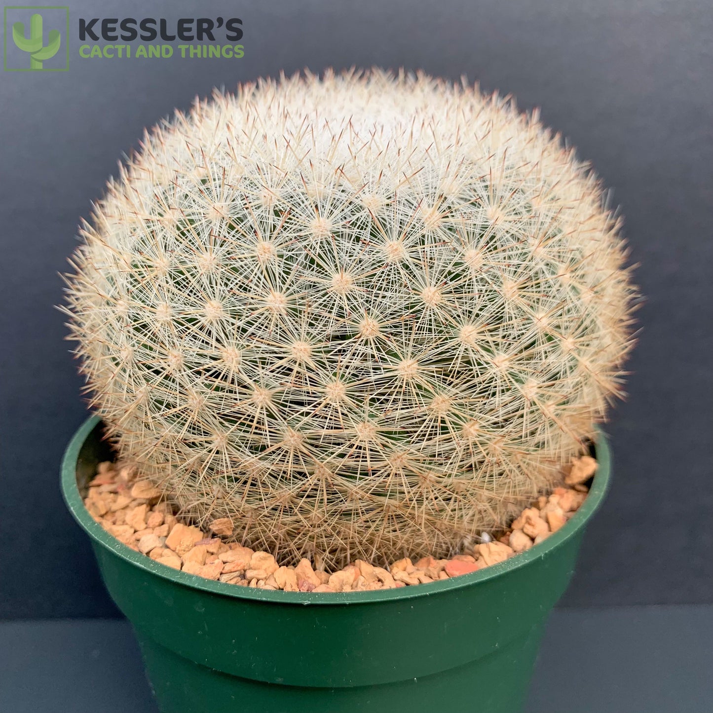 Mammillaria Candida