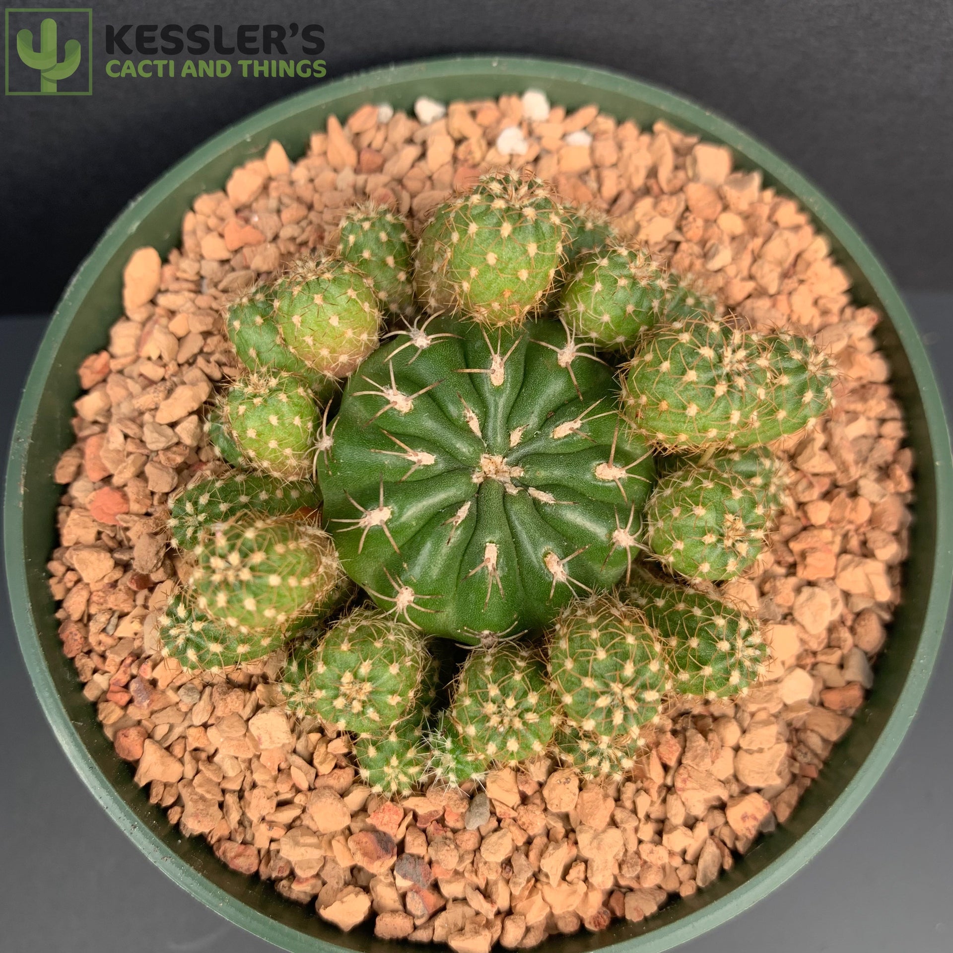 Matucana Aurantiaca sp. Polzii – Kesslers Cacti