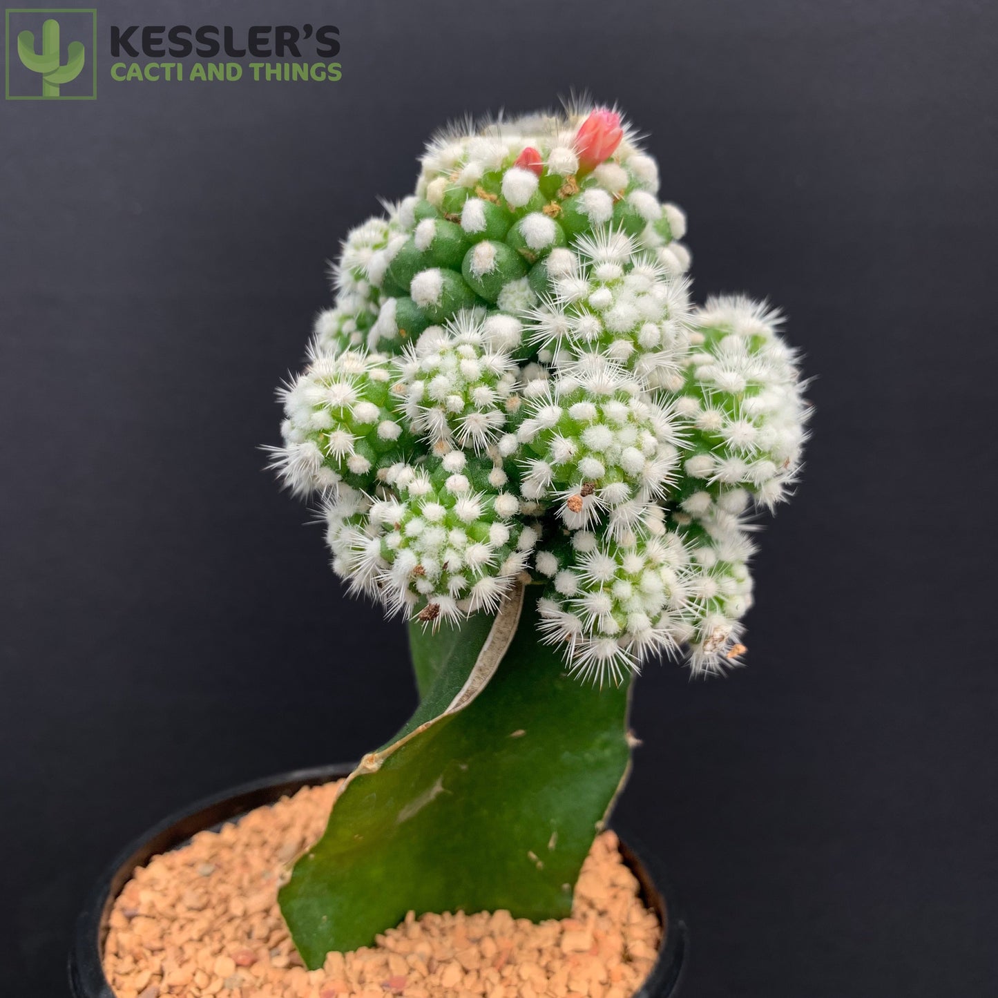 Mammillaria Gracilis v. Oruga Grafted