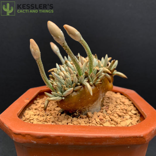 Avonia Alstonii