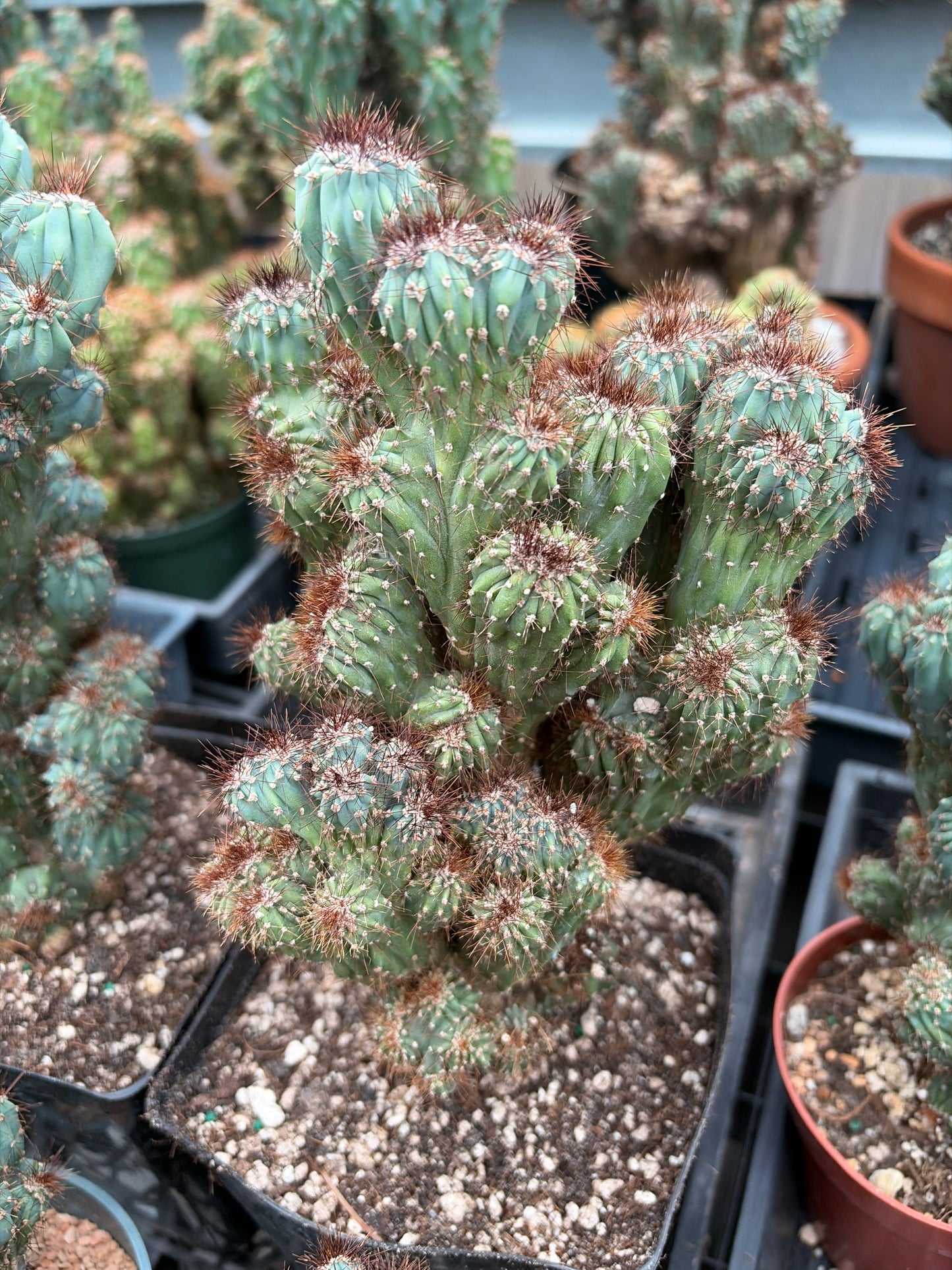 Cereus Forbesii Monstrose Rojo x Ming Thing