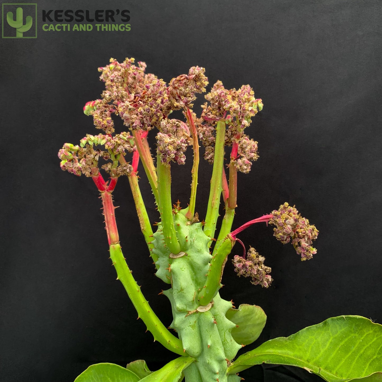 Euphorbia (Monadenium) Spectabilis - 2 Gallon
