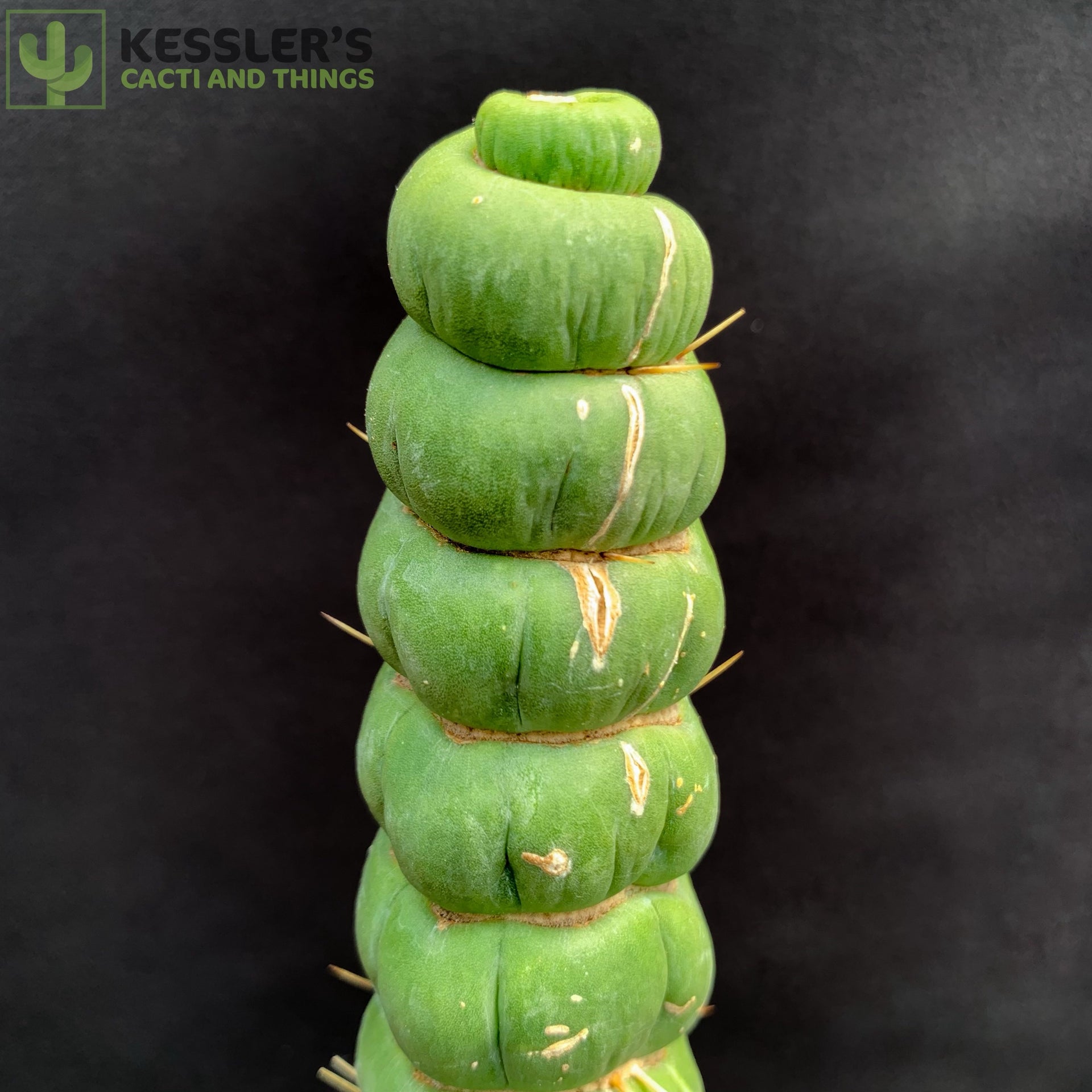 Eulychnia Castanea (Corkscrew Cactus) – Kesslers Cacti
