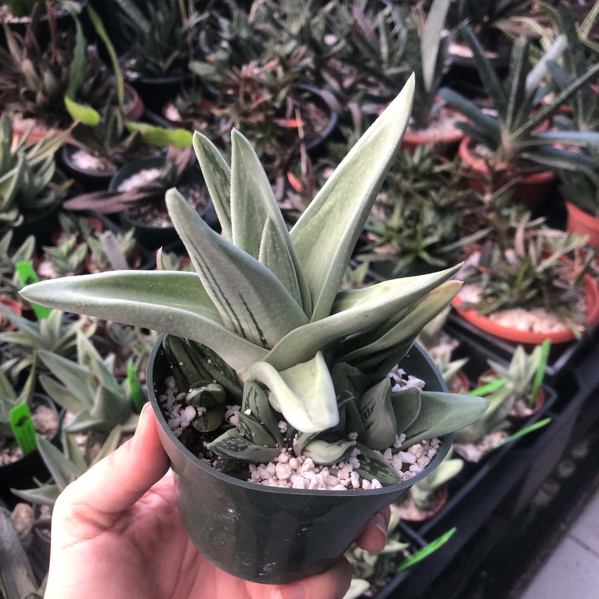 green ice succulent Gasteraloe (Green Ice) – Kesslers Cacti